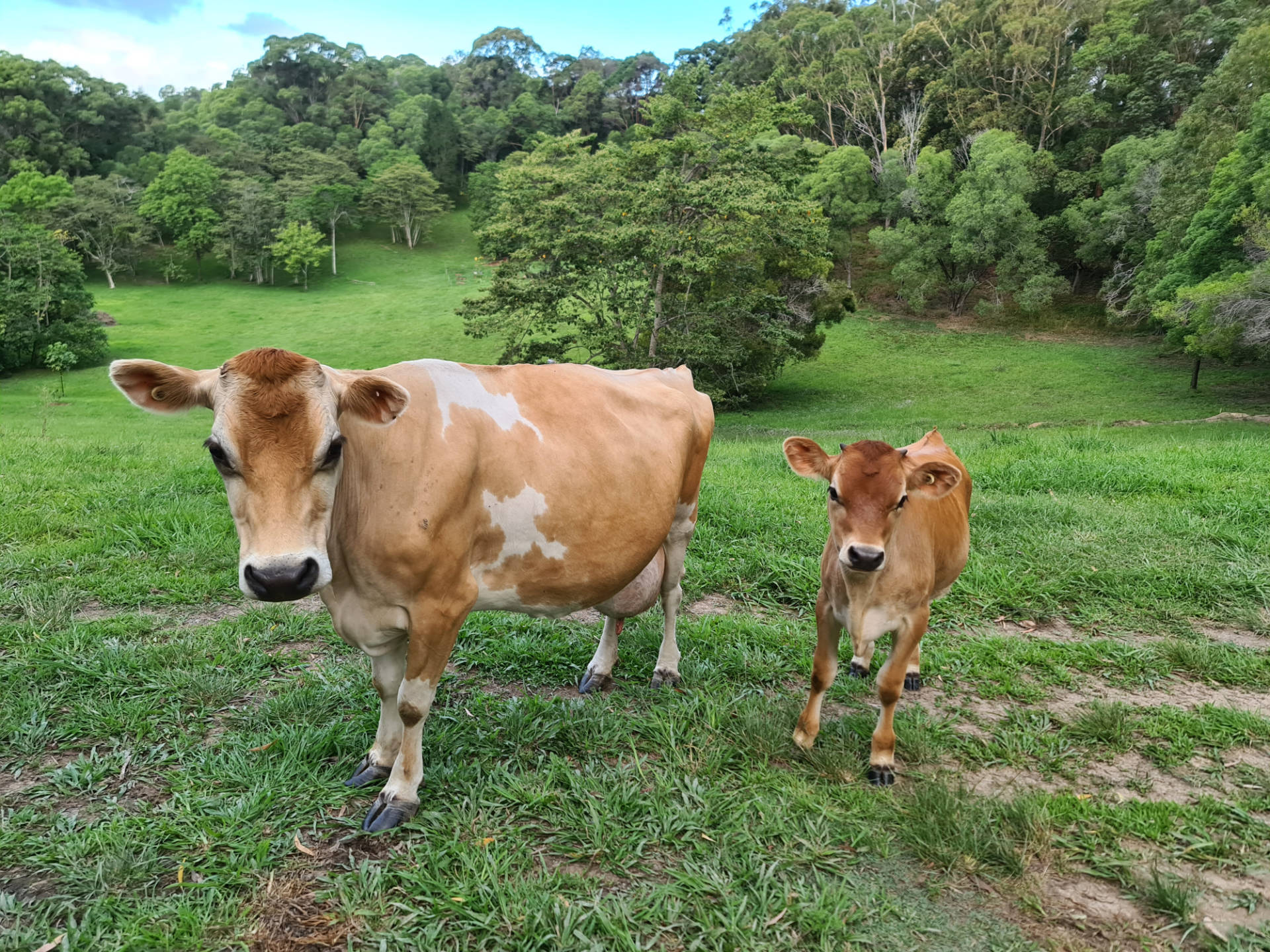 20201102 183156 cows calves