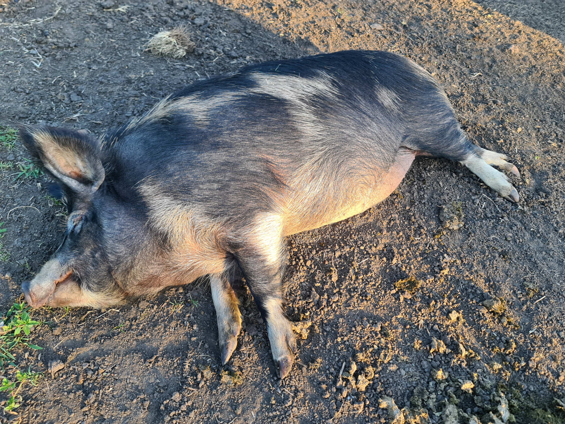 20201111 063956 pigs