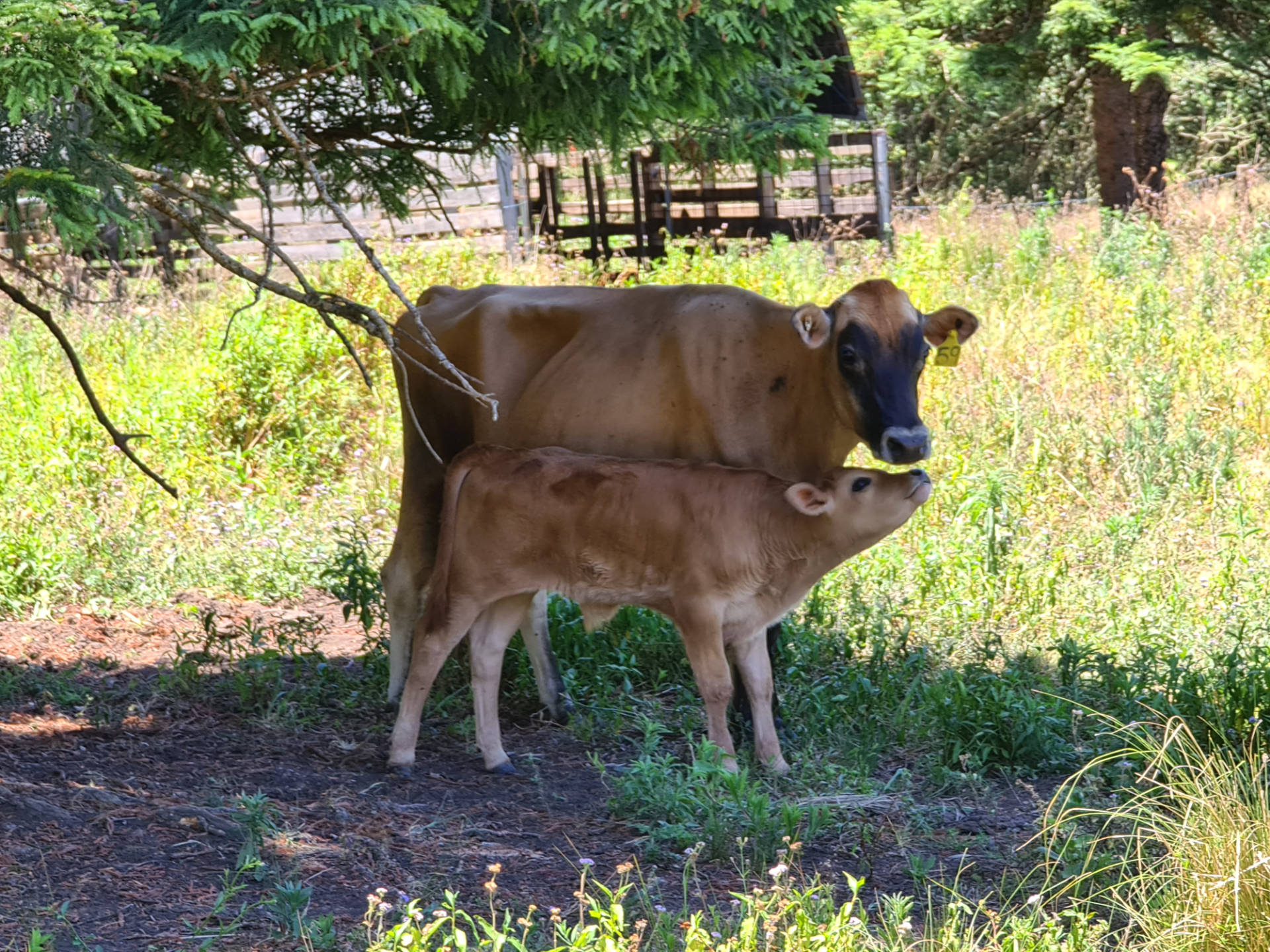 20201128 131402 cows calves
