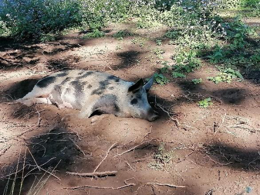 pdf pigs wally 2 small