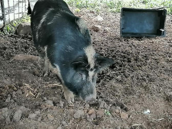 pdf pigs zara 1 small