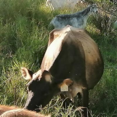 pdf cows annie 1 small