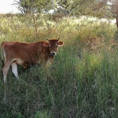 pdf cows billy 1 small