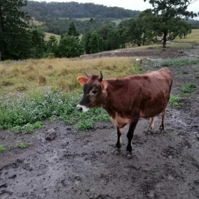 pdf cows blue 1 small