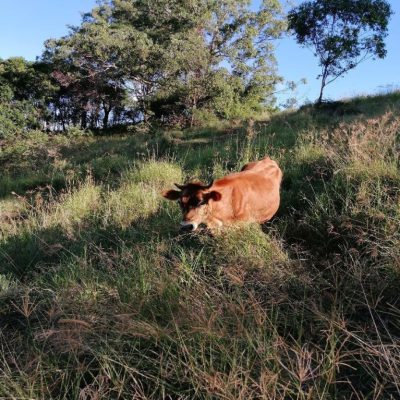 pdf cows cuddles 1 small