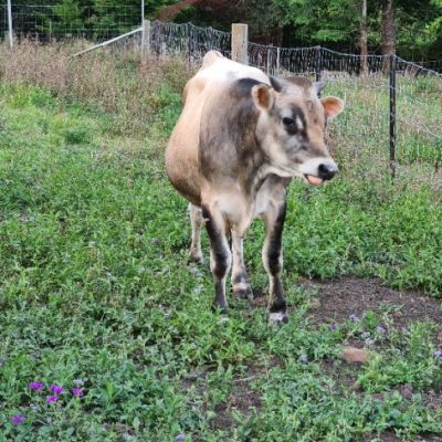 pdf cows joshua 1 small