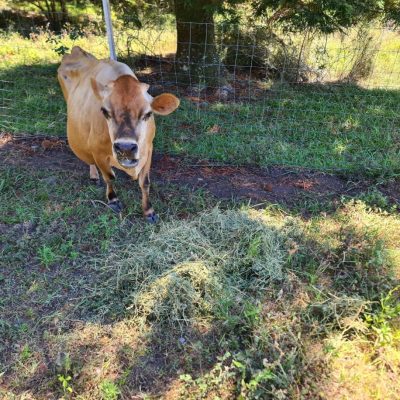pdf cows mumma bear 1 large