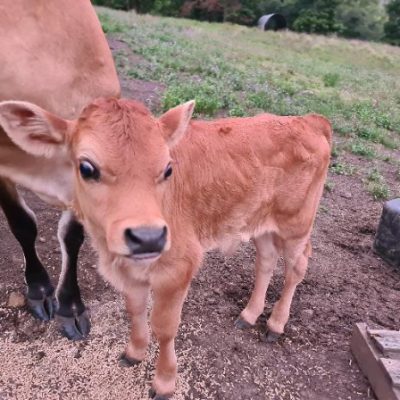 pdf cows robi 2 small