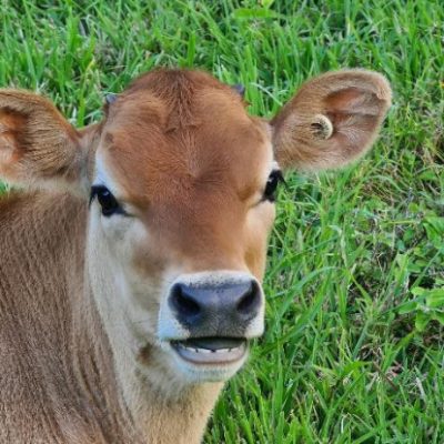 pdf cows rumi 4 small
