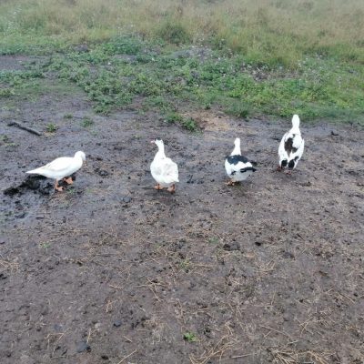pdf ducks 1