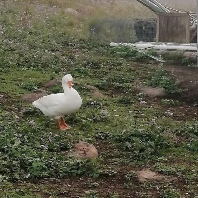 pdf geese boris 1 small