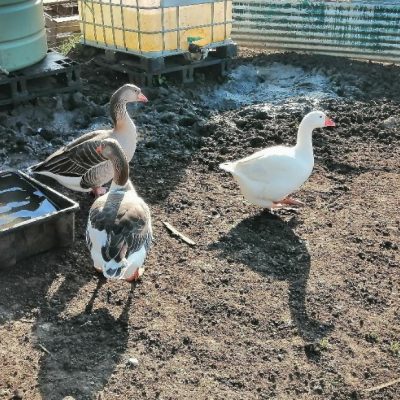 pdf geese chilli pepper 1 small