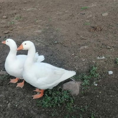 pdf geese coco nutty 1 small