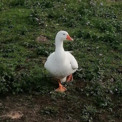 pdf geese lucy 1 small